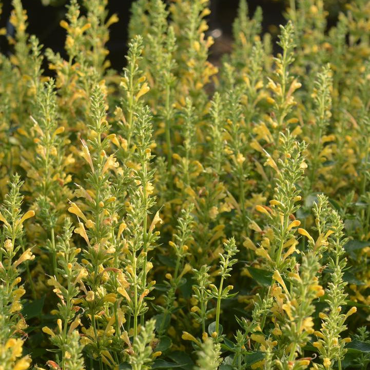 Kudos Yellow Dwarf Hummingbird Mint | Agastache