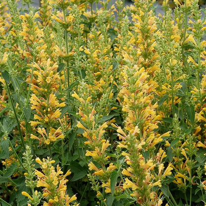 Kudos Yellow Dwarf Hummingbird Mint | Agastache