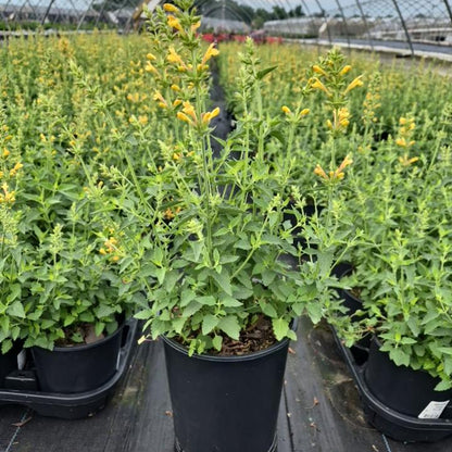 Kudos Yellow Dwarf Hummingbird Mint | Agastache