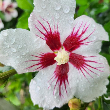 Lil' Kim Dwarf Rose of Sharon | Hibiscus syriacus