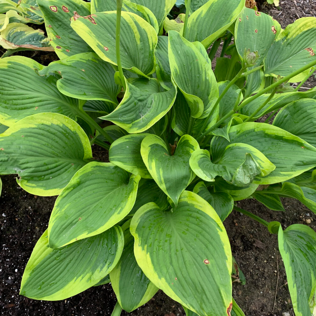 'Shadowland' Lone Star Hosta