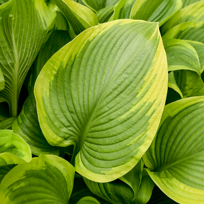'Shadowland' Lone Star Hosta