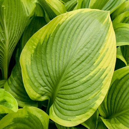 'Shadowland' Lone Star Hosta