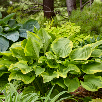 'Shadowland' Lone Star Hosta