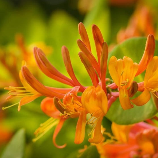 Mandarin Honeysuckle | Lonicera