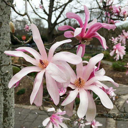 'Leonard Messel' Magnolia | Magnolia x loebneri 'Leonard Messel'