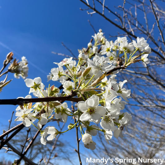 Tawara Asian Pear | Pyrus