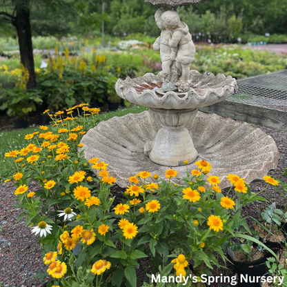 'Tuscan Sun' False Sunflower | Heliopsis helianthoides