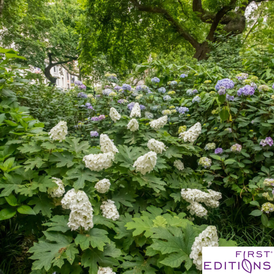 Jetstream Hydrangea | Hydrangea quercifolia