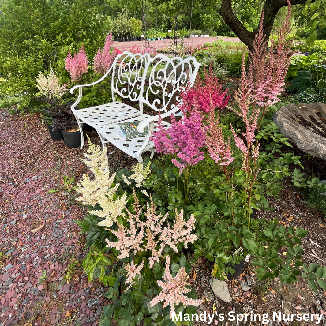 Chocolate Shotgun Astilbe | Astilbe 'Chocolate Shotgun'