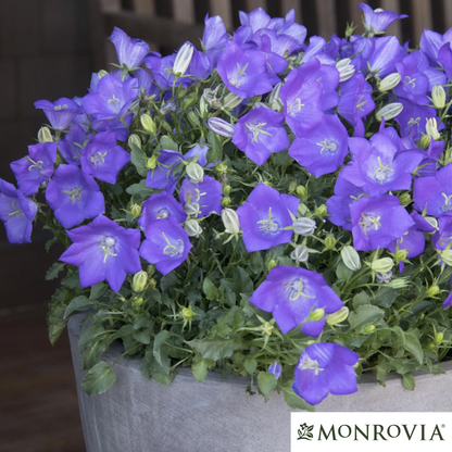 'Blue Clips' Bellflower | Campanula carpatica