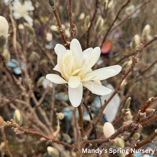 Royal Star Magnolia Tree | Magnolia stellata 'Royal Star'