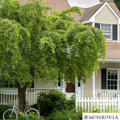 Double Weeping Higan Flowering Cherry | Prunus subhirtella 'Pendula Plena Rosea'