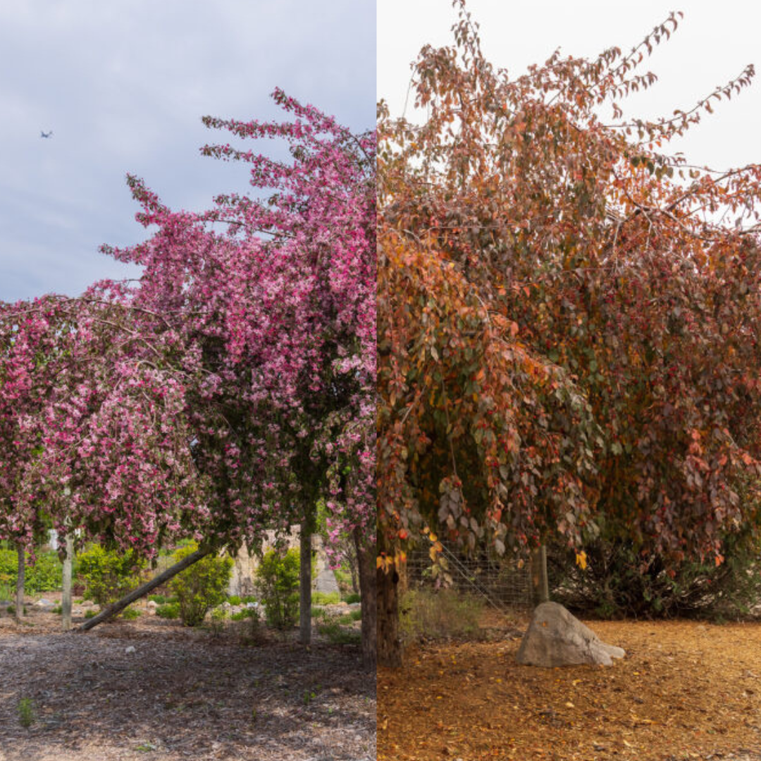 Ruby Tears Weeping Crabapple | Malus 'Bailears'