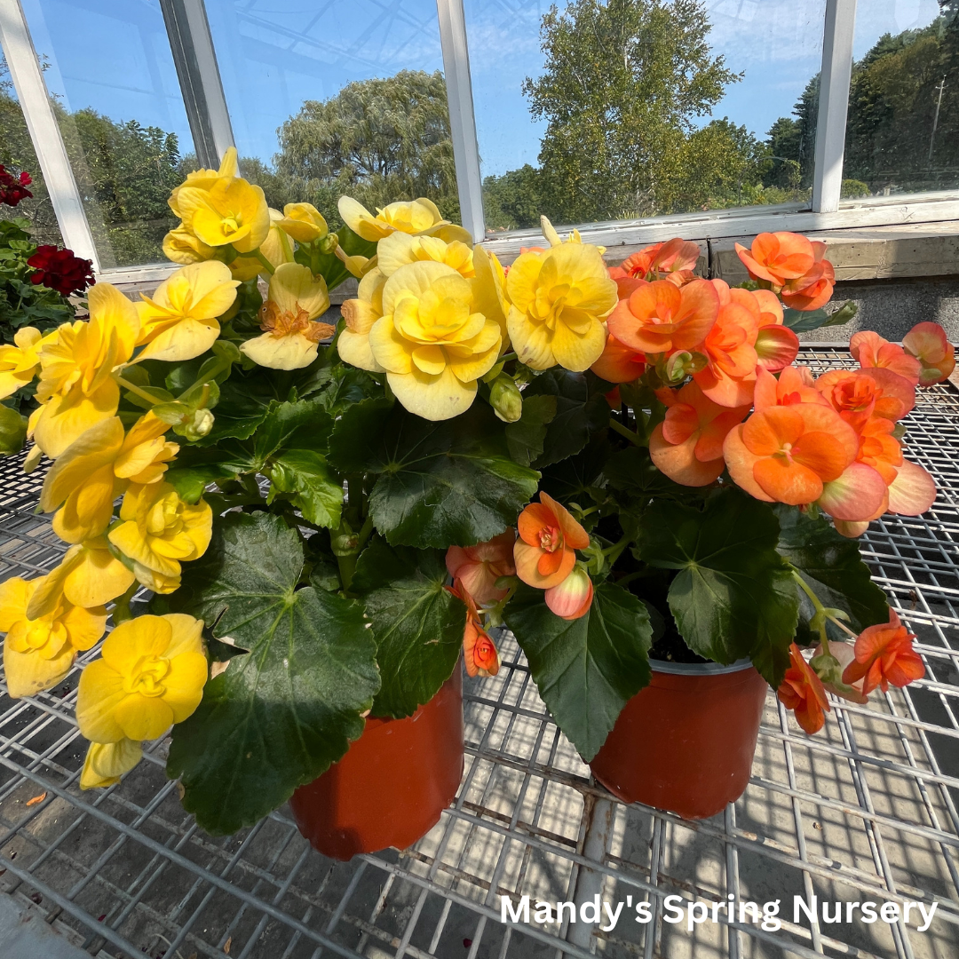 Begonia Elatior | Begonia x hiemalis