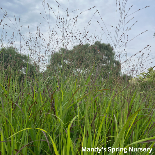 Shenandoah Red Switchgrass | Panicum virgatum