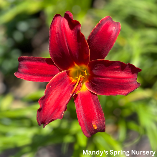 Indian Love Call Daylily | Hemerocallis