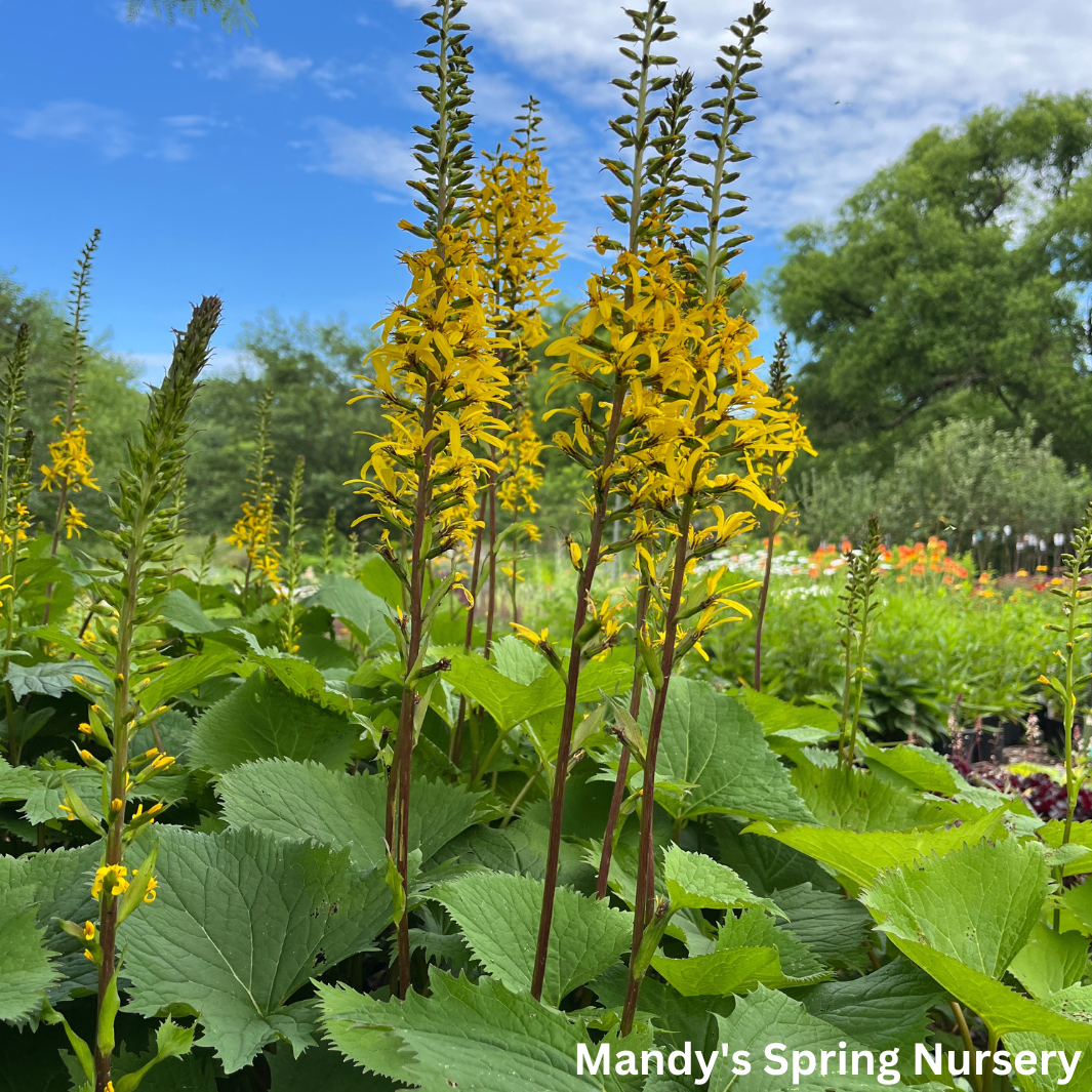 The Rocket Golden Ray | Ligularia stenocephala