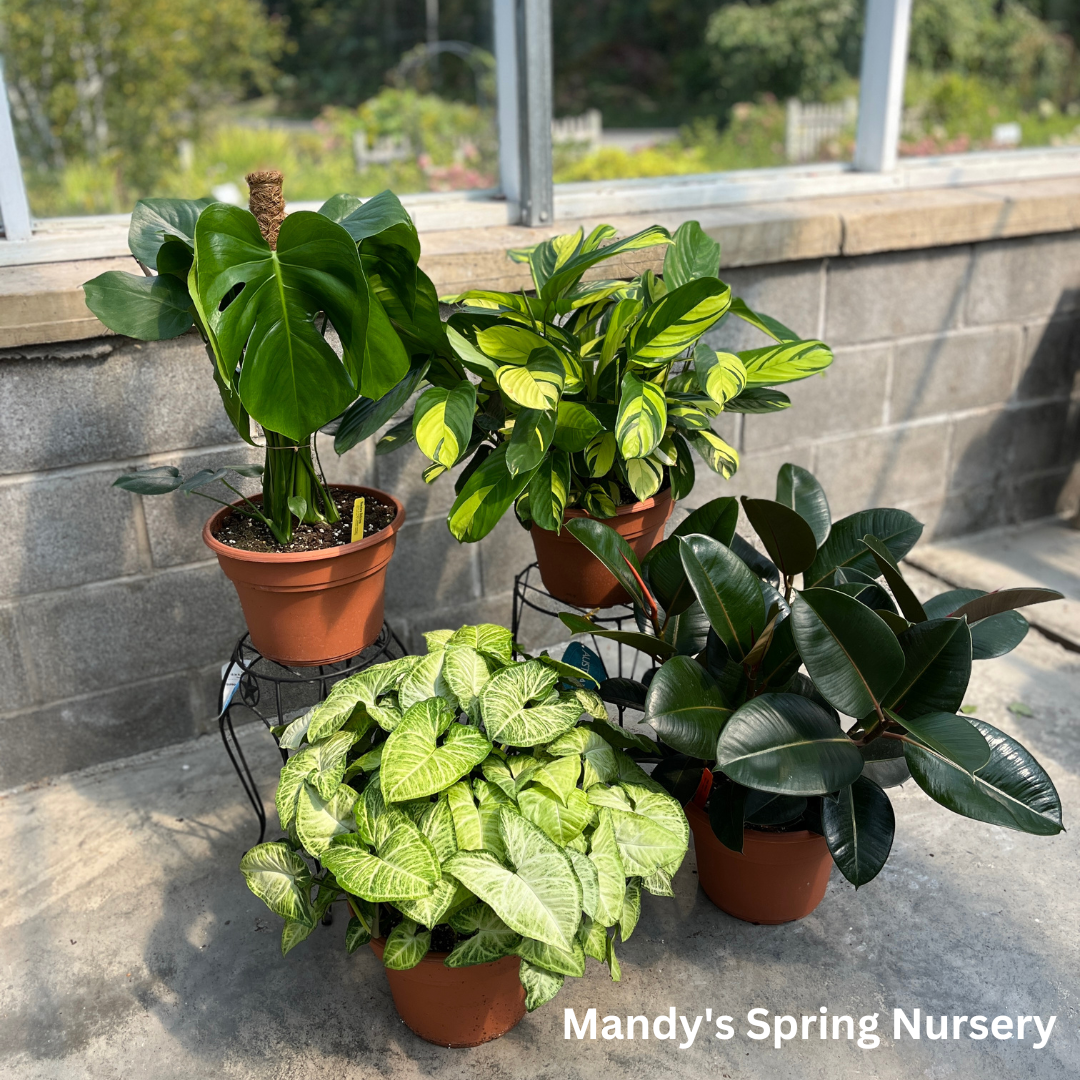 Ctenanthe Pilosa Golden Mosaic