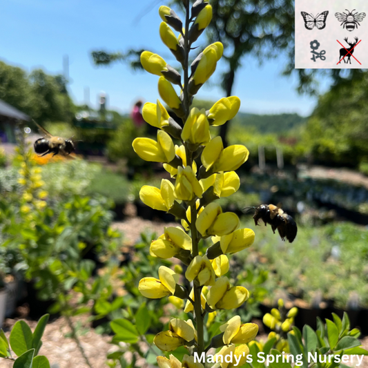 'Lemon Meringue' False Indigo | Baptisia 'Lemon Meringue'