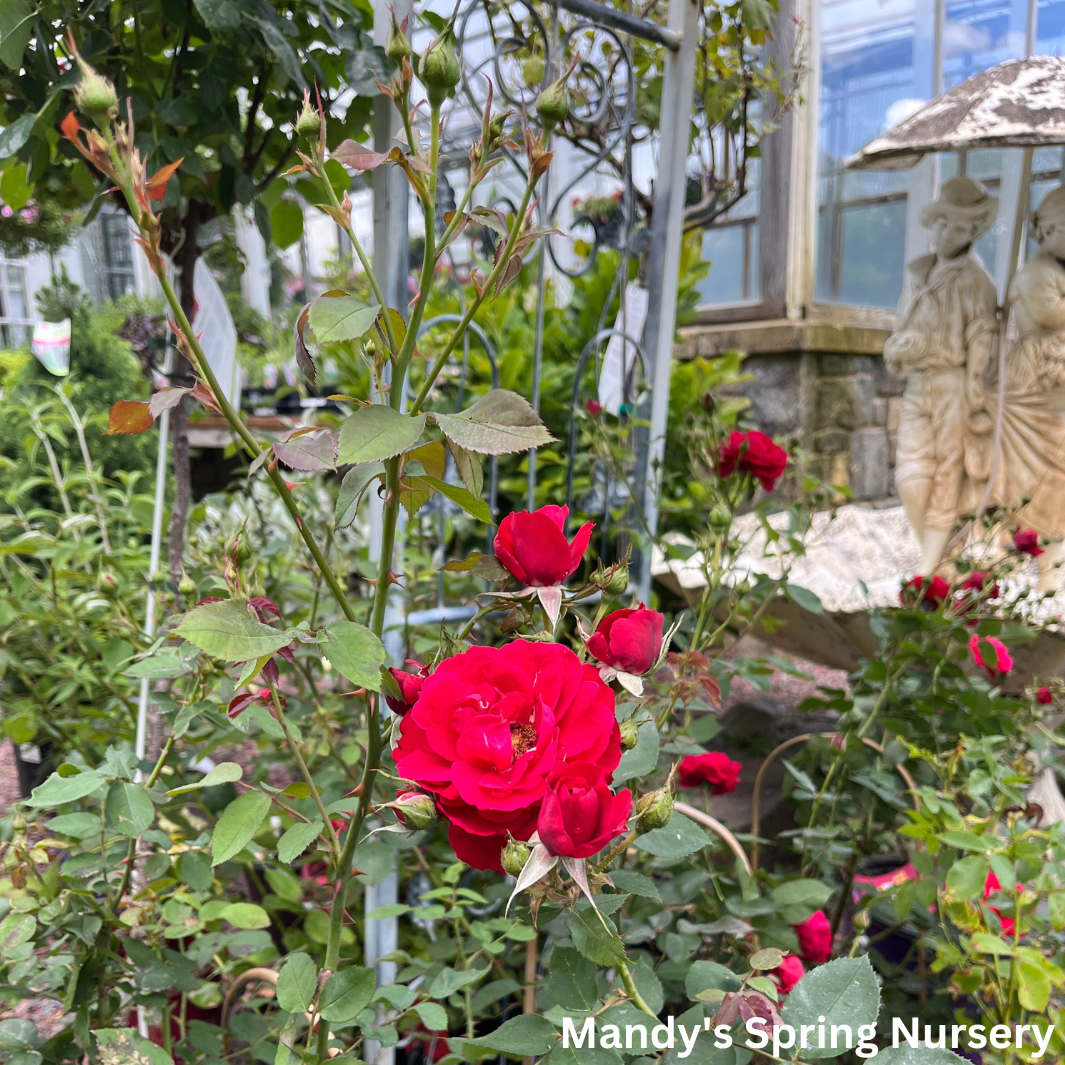 Ramblin' Red Rose Climbing Rose | Rosa