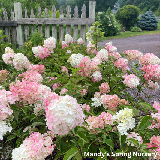 Berry White Hydrangea | Hydrangea paniculata