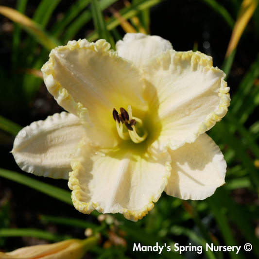 'Marquee Moon' Daylily | Hemerocallis