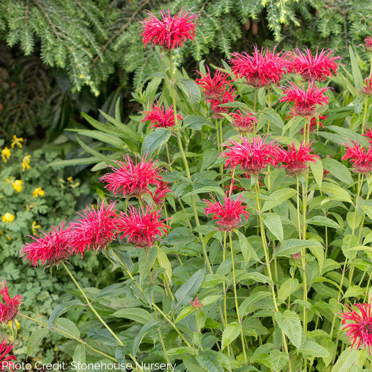 Fire Marshall Bee Balm | Monarda didyma