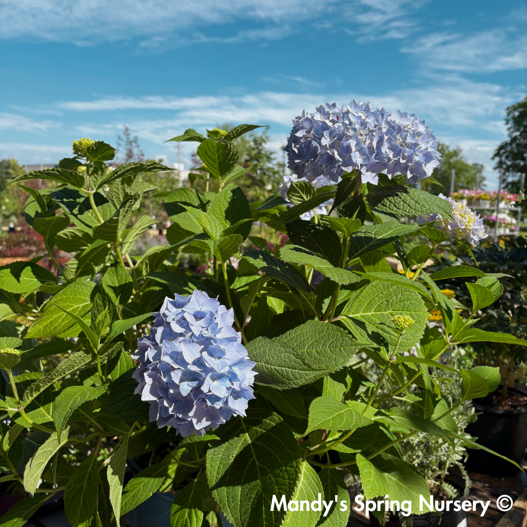 Nikko Blue Hydrangea | Hydrangea macrophylla
