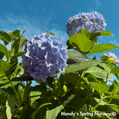 Nikko Blue Hydrangea | Hydrangea macrophylla