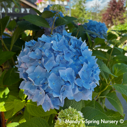 Nikko Blue Hydrangea | Hydrangea macrophylla