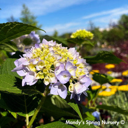 Nikko Blue Hydrangea | Hydrangea macrophylla