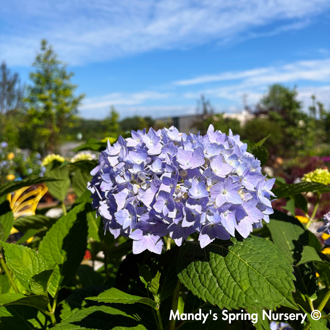 Nikko Blue Hydrangea | Hydrangea macrophylla