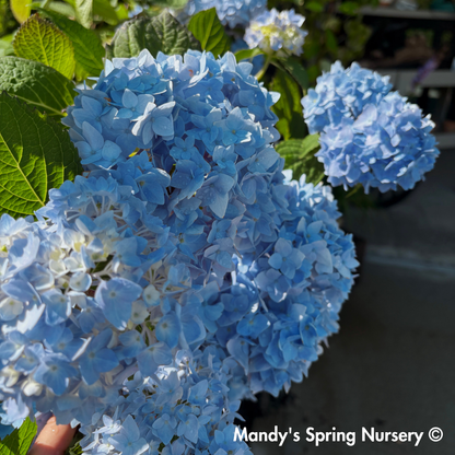 Nikko Blue Hydrangea | Hydrangea macrophylla