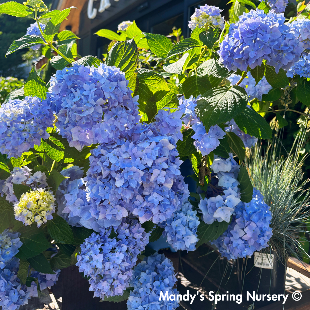 Nikko Blue Hydrangea | Hydrangea macrophylla