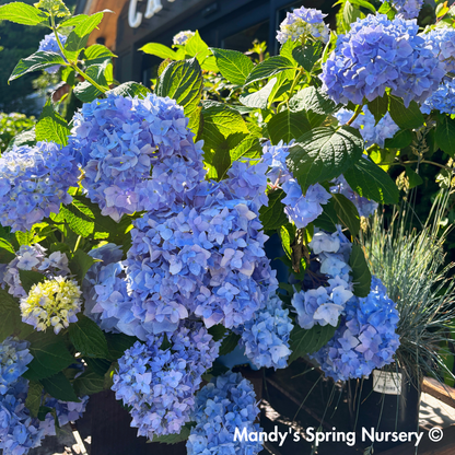 Nikko Blue Hydrangea | Hydrangea macrophylla