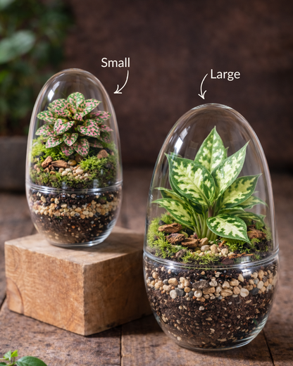 Make Your Own Terrarium Workshop - Sat Feb 28 @ 10 AM @ Canopy Saratoga