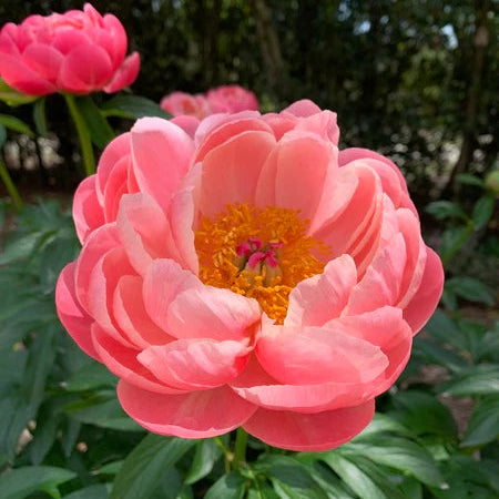 'Coral Charm' Peony | Paeonia lactiflora