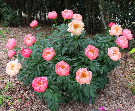 'Coral Charm' Peony | Paeonia lactiflora