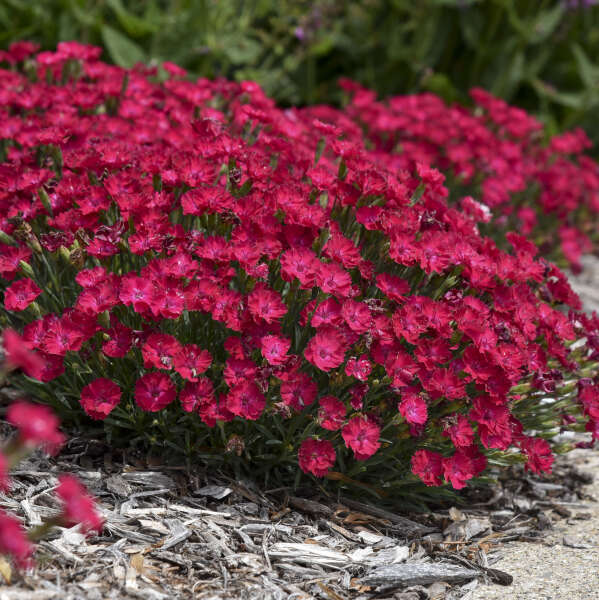'Paint the Town Red' Dianthus