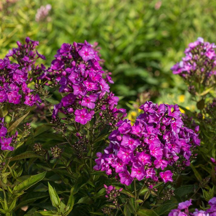 'Grape Lollipop' Garden Phlox | Phlox paniculata first edition Grape lollipop