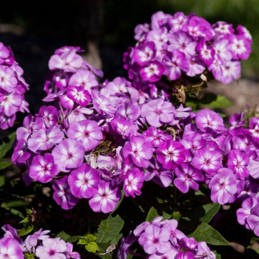 'Grape Lollipop' Garden Phlox | Phlox paniculata first edition Grape lollipop