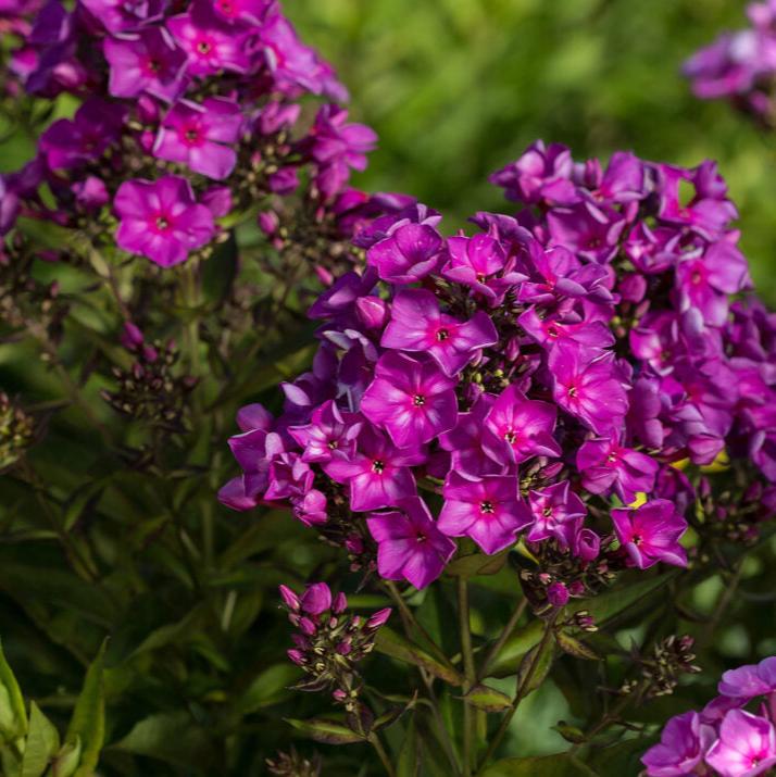 'Grape Lollipop' Garden Phlox | Phlox paniculata first edition Grape lollipop