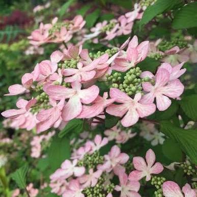 'Pink Beauty' Doublefile Vibirnum | Viburnum plicatum