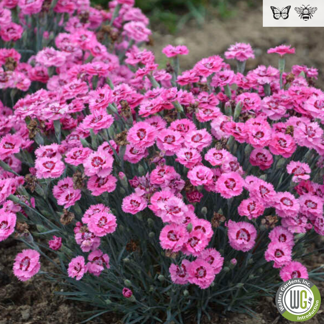 'Cute as a Button' Dianthus