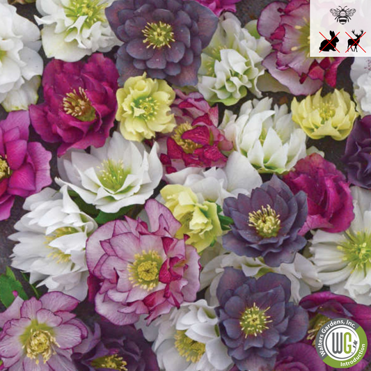 WEDDING PARTY® Series Mixed Lenten Rose | Helleborus