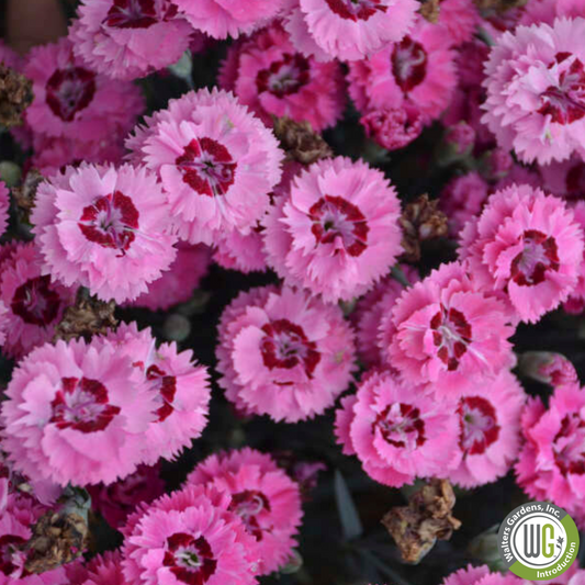 'Cute as a Button' Dianthus | Dianthus 'Cute as a Button'