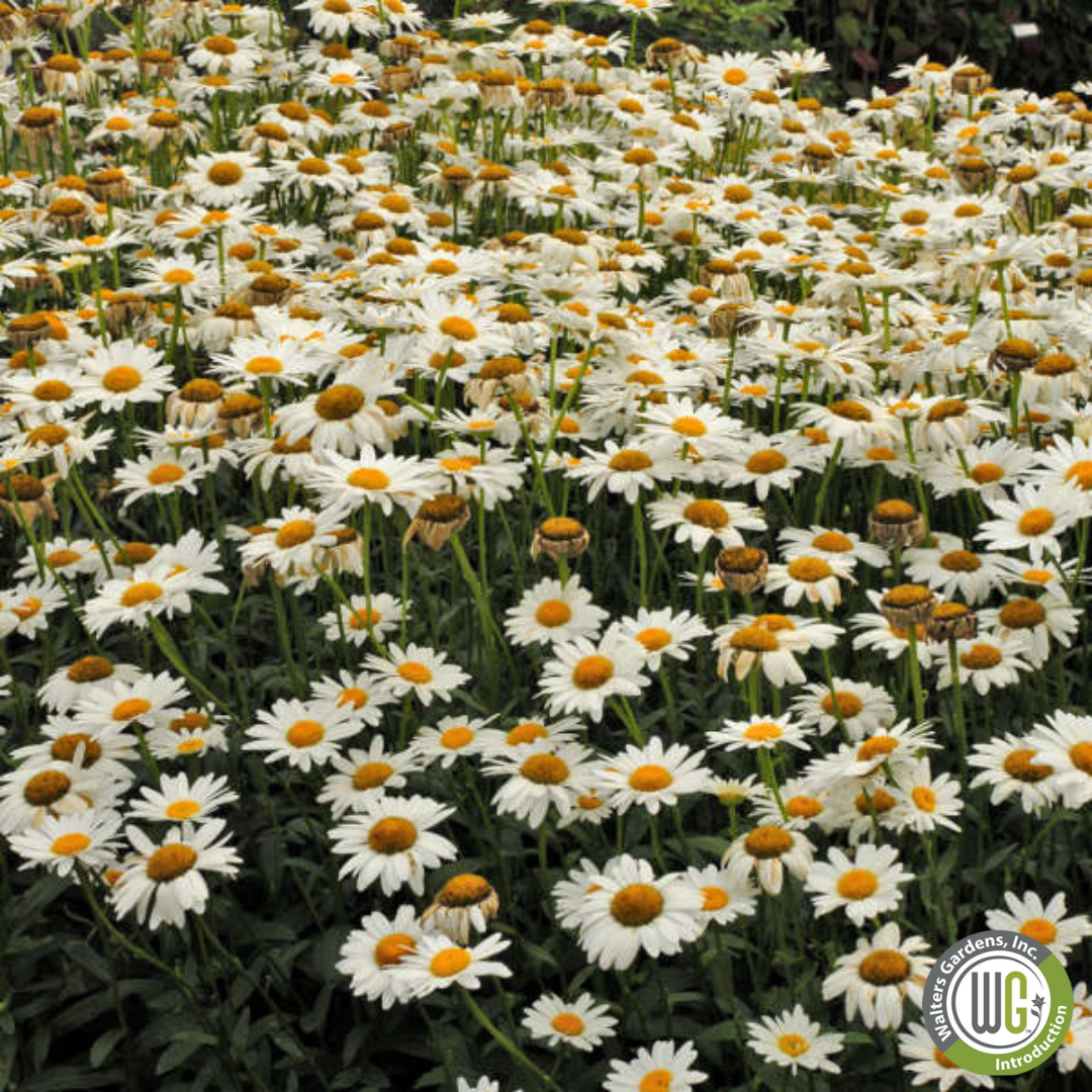 'Becky' Shasta Daisy | Leucanthemum superbum