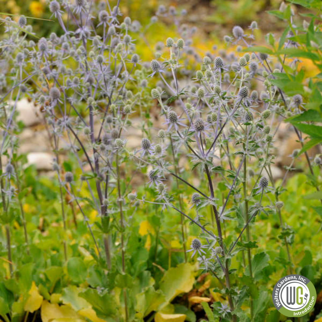 'Blue Glitter' Sea Holly | Eryngium 'Blue Glitter'