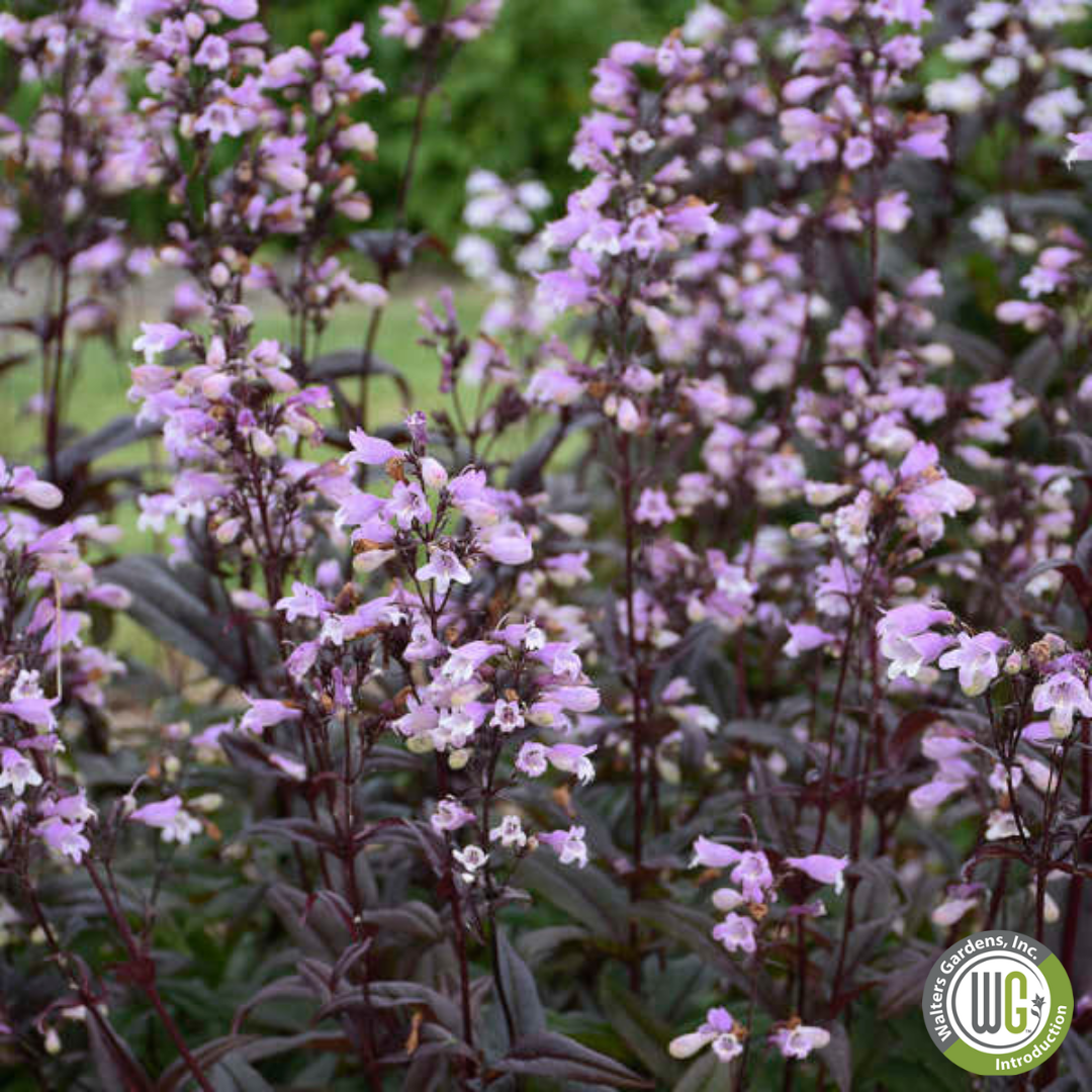 'Blackbeard' Beardtongue | Penstemon 'Blackbeard'